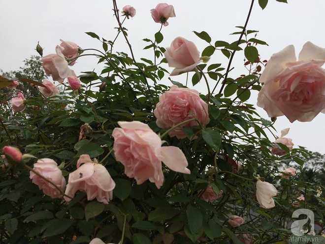 Ngất ngây trước ngôi nhà vườn trồng hàng nghìn gốc hồng nở hoa rực rỡ ở Ba Vì, Hà Nội - Ảnh 14.