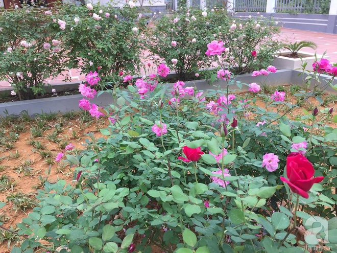 Ngất ngây trước ngôi nhà vườn trồng hàng nghìn gốc hồng nở hoa rực rỡ ở Ba Vì, Hà Nội - Ảnh 15.