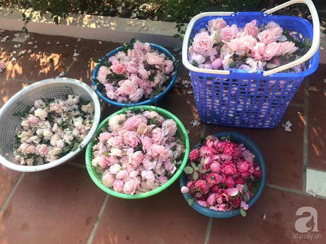 Ngất ngây trước ngôi nhà vườn trồng hàng nghìn gốc hồng nở hoa rực rỡ ở Ba Vì, Hà Nội - Ảnh 16.