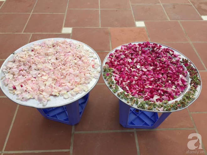 Ngất ngây trước ngôi nhà vườn trồng hàng nghìn gốc hồng nở hoa rực rỡ ở Ba Vì, Hà Nội - Ảnh 17.