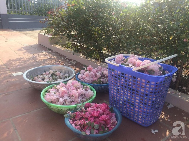 Ngất ngây trước ngôi nhà vườn trồng hàng nghìn gốc hồng nở hoa rực rỡ ở Ba Vì, Hà Nội - Ảnh 18.