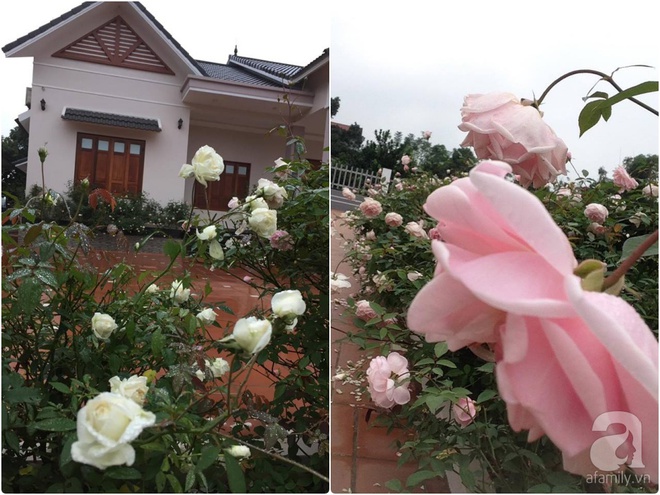 Ngất ngây trước ngôi nhà vườn trồng hàng nghìn gốc hồng nở hoa rực rỡ ở Ba Vì, Hà Nội - Ảnh 19.
