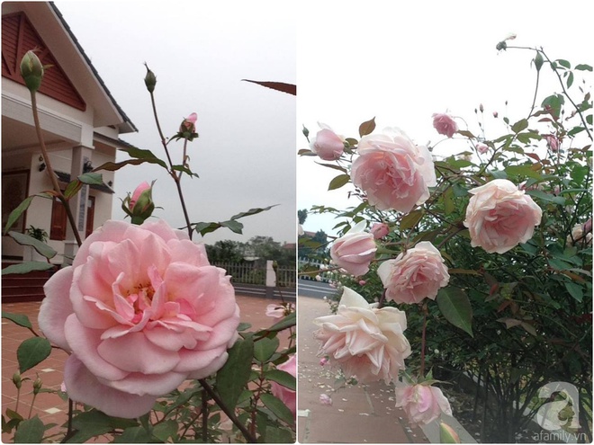 Ngất ngây trước ngôi nhà vườn trồng hàng nghìn gốc hồng nở hoa rực rỡ ở Ba Vì, Hà Nội - Ảnh 21.