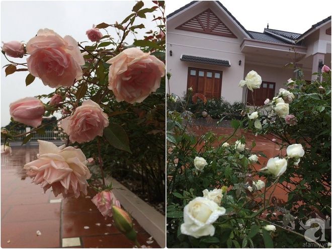 Ngất ngây trước ngôi nhà vườn trồng hàng nghìn gốc hồng nở hoa rực rỡ ở Ba Vì, Hà Nội - Ảnh 22.