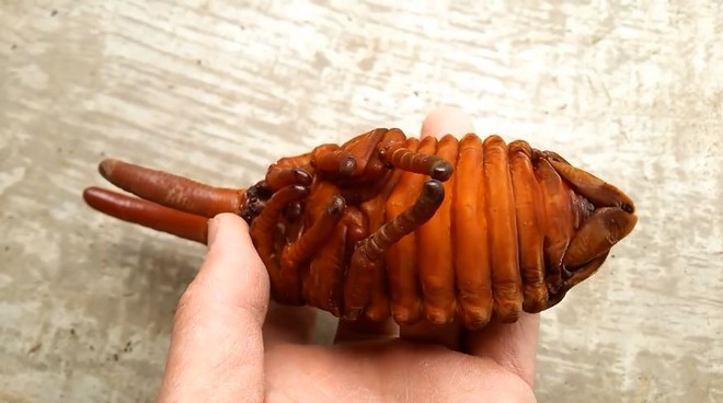 Không phải sinh vật ngoài hành tinh, đây là loài bọ khổng lồ kỳ lạ nhất trên Trái đất - Ảnh 4.