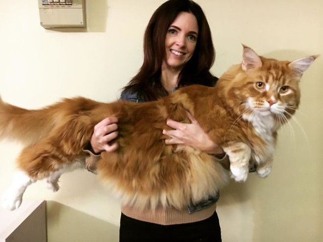 Đây đích thị là chú mèo khổng lồ nhất thế giới, dài tới 1,2m - Ảnh 1.