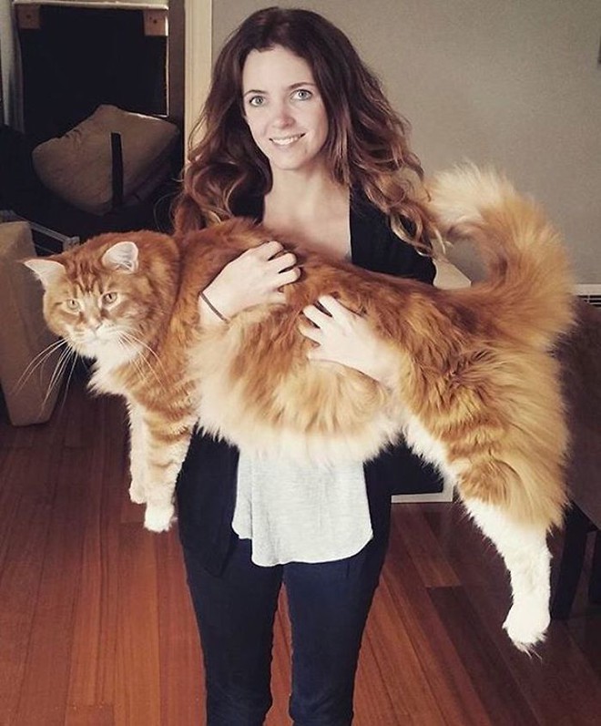 Đây đích thị là chú mèo khổng lồ nhất thế giới, dài tới 1,2m - Ảnh 3.