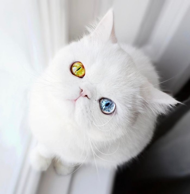 Mắc bệnh hiếm gặp, nàng mèo sở hữu 2 màu mắt tuyệt đẹp   - Ảnh 6.