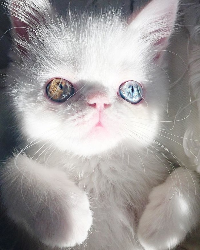 Mắc bệnh hiếm gặp, nàng mèo sở hữu 2 màu mắt tuyệt đẹp   - Ảnh 9.
