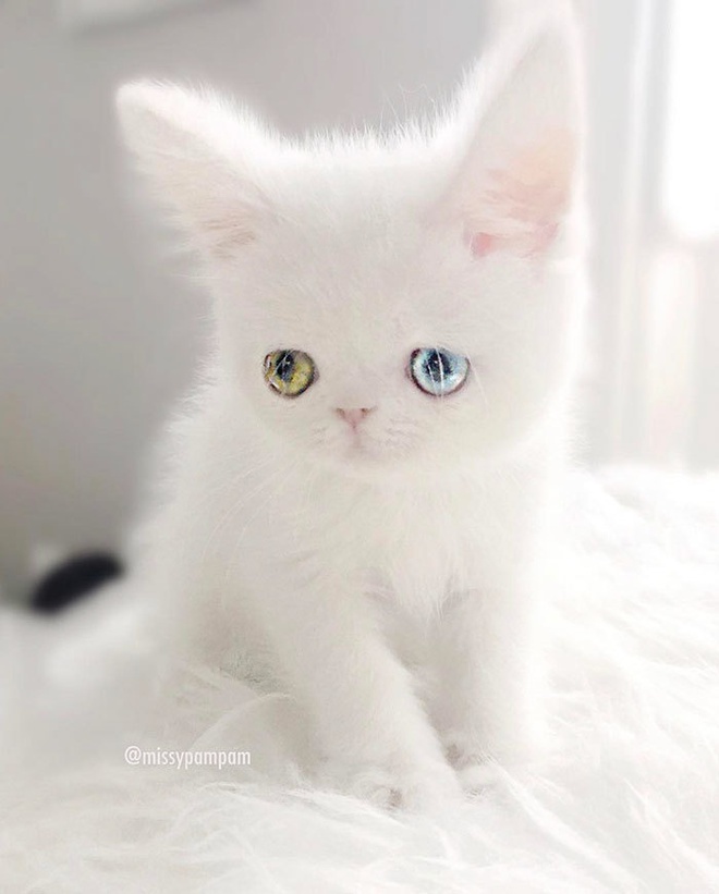 Mắc bệnh hiếm gặp, nàng mèo sở hữu 2 màu mắt tuyệt đẹp   - Ảnh 8.