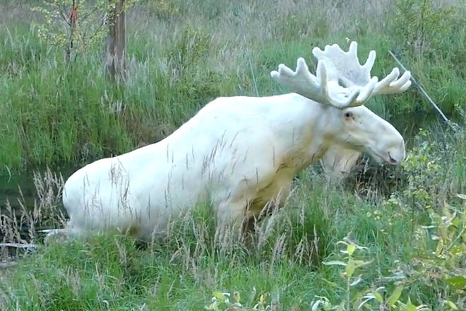Phải mất 3 năm nhiếp ảnh gia mới ghi lại được hình ảnh về con vật trắng muốt như tuyết hiếm gặp này - Ảnh 2.