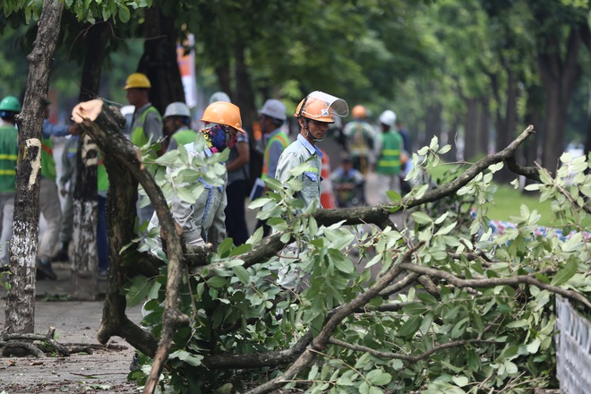 Hàng cây bằng lăng được nhiều người yêu thích trên đường Kim Mã bắt đầu bị chặt hạ, di dời - Ảnh 2.