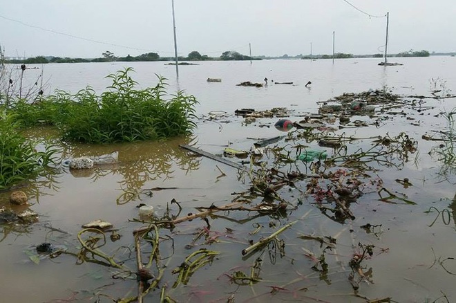 Nhiều gia đình Nhật Tân, Tứ Liên mất hàng trăm triệu đồng vì đào, quất ngập úng - Ảnh 4.