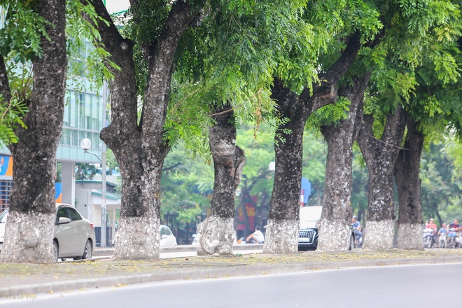 Tháng 10, hàng cây xanh gắn bó với bao thế hệ người Hà Nội trên đường Kim Mã sẽ không còn - Ảnh 4.