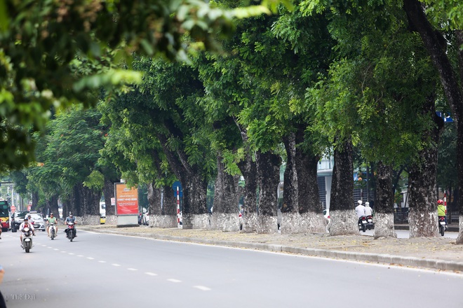 Hà Nội: Di dời hàng cây xanh cổ thụ trên đường Kim Mã - Ảnh 1.