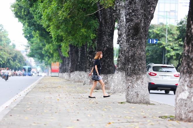 Hà Nội: Di dời hàng cây xanh cổ thụ trên đường Kim Mã - Ảnh 10.