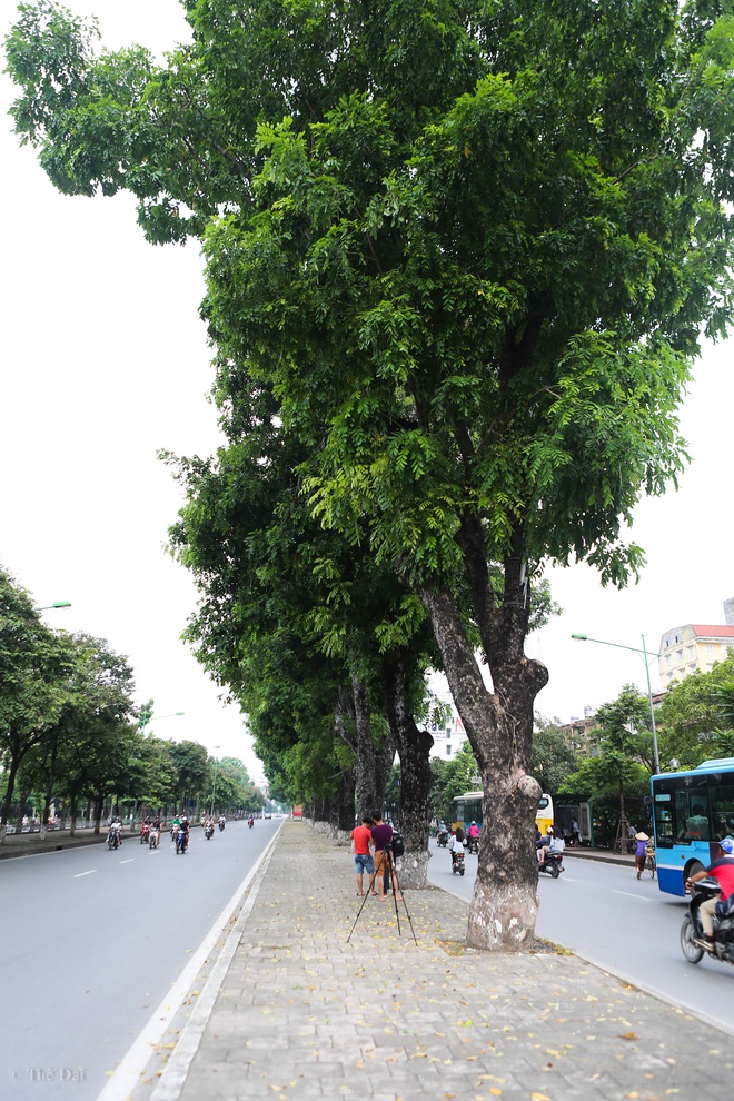 Hà Nội: Di dời hàng cây xanh cổ thụ trên đường Kim Mã - Ảnh 9.