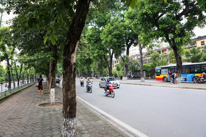 Hà Nội: Di dời hàng cây xanh cổ thụ trên đường Kim Mã - Ảnh 4.