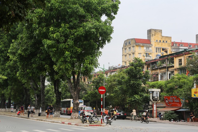 Tháng 10, hàng cây xanh gắn bó với bao thế hệ người Hà Nội trên đường Kim Mã sẽ không còn - Ảnh 10.