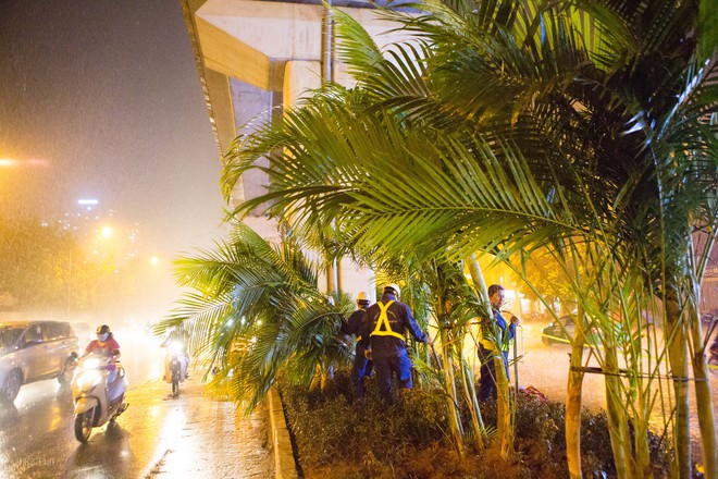 Hà Nội: Bất chấp đêm tối, trời mưa, hàng chục công nhân vẫn miệt mài trồng cau cảnh dưới đường tàu trên cao - Ảnh 10.