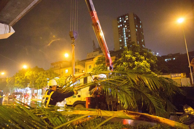 Hà Nội: Bất chấp đêm tối, trời mưa, hàng chục công nhân vẫn miệt mài trồng cau cảnh dưới đường tàu trên cao - Ảnh 6.