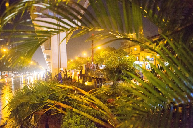 Hà Nội: Bất chấp đêm tối, trời mưa, hàng chục công nhân vẫn miệt mài trồng cau cảnh dưới đường tàu trên cao - Ảnh 9.