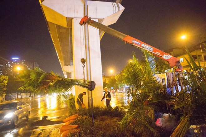 Hà Nội: Bất chấp đêm tối, trời mưa, hàng chục công nhân vẫn miệt mài trồng cau cảnh dưới đường tàu trên cao - Ảnh 5.