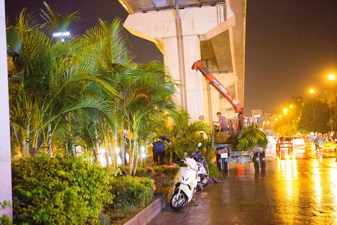 Hà Nội: Bất chấp đêm tối, trời mưa, hàng chục công nhân vẫn miệt mài trồng cau cảnh dưới đường tàu trên cao - Ảnh 7.