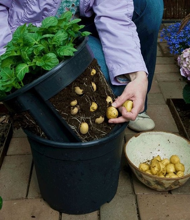 5 cách trồng khoai tây bội thu không phải ai cũng biết - Ảnh 1.