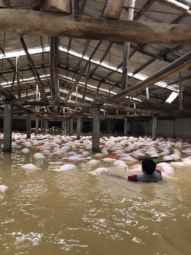 Xót xa hình ảnh hàng ngàn con lợn chăn nuôi chết trong nước lũ ở Thanh Hóa - Ảnh 3.