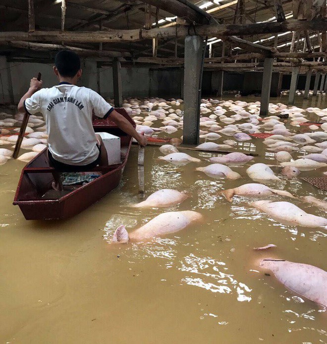 Xót xa hình ảnh hàng ngàn con lợn chăn nuôi chết trong nước lũ ở Thanh Hóa - Ảnh 4.