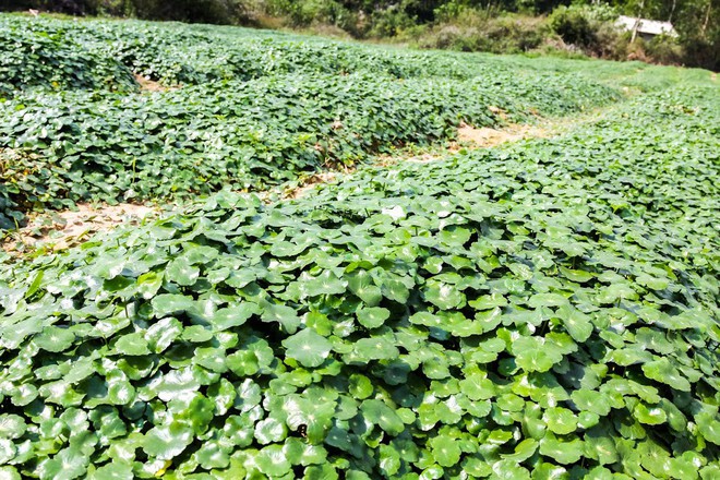 Thực phẩm organic – Xu hướng ăn uống được lòng người tiêu dùng thông thái - Ảnh 4. Thực phẩm organic – Xu hướng ăn uống được lòng người tiêu dùng thông thái - Ảnh 4.