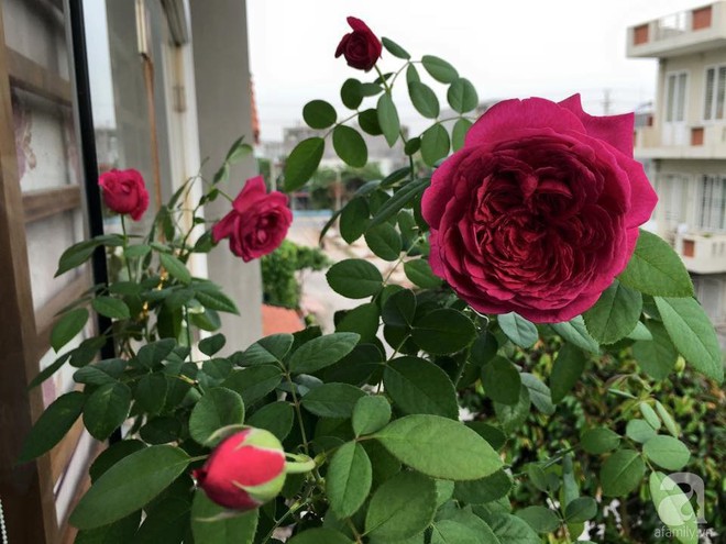 3 vườn hồng đẹp như mơ khiến độc giả tâm đắc tặng ngàn like trong năm 2017 - Ảnh 35.