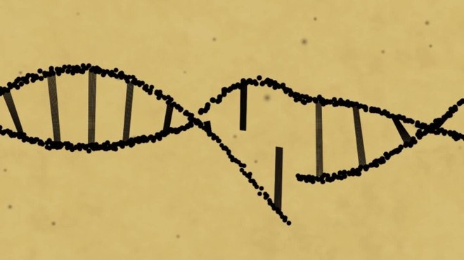 Đột phá lớn: Các nhà khoa học chỉnh sửa được gen trong phôi thai - Ảnh 5.