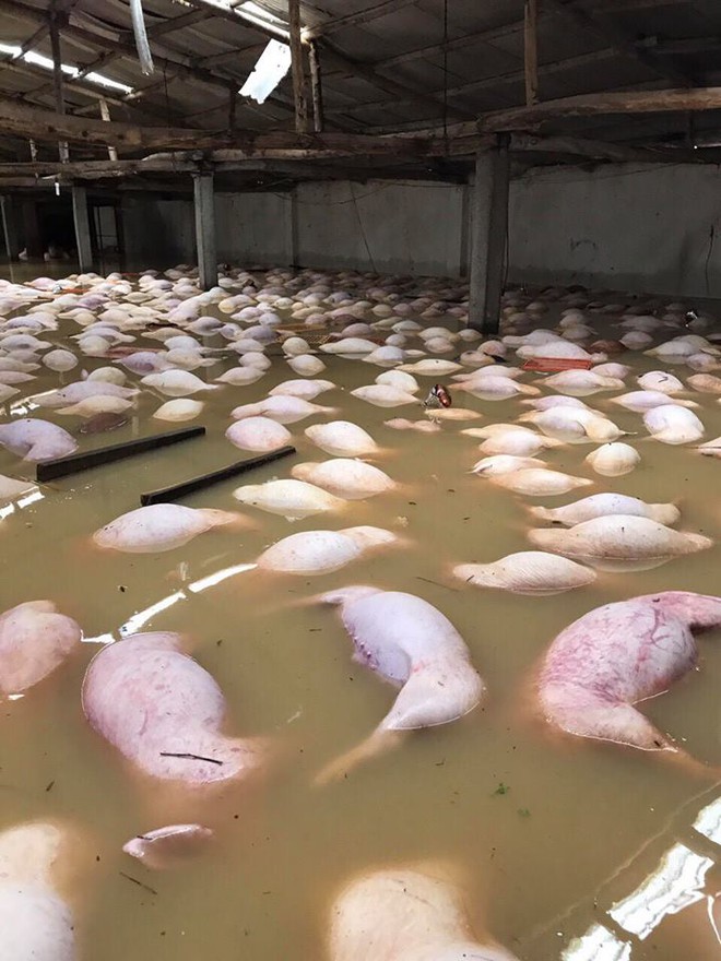 Xót xa hình ảnh hàng ngàn con lợn chăn nuôi chết trong nước lũ ở Thanh Hóa - Ảnh 5.