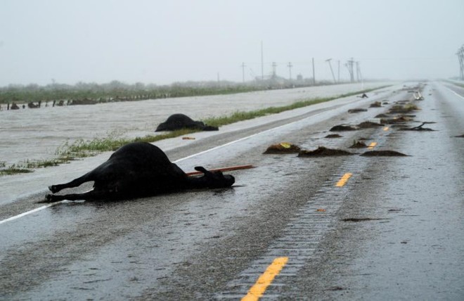 Hình ảnh như ngày tận thế sau khi bão Harvey đổ bộ Texas (Mỹ) - Ảnh 7.