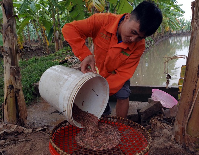 Đặc sản nửa triệu đồng/kg khiến nhiều chị em sợ hãi nhưng khi ăn ai cũng mê - Ảnh 8.