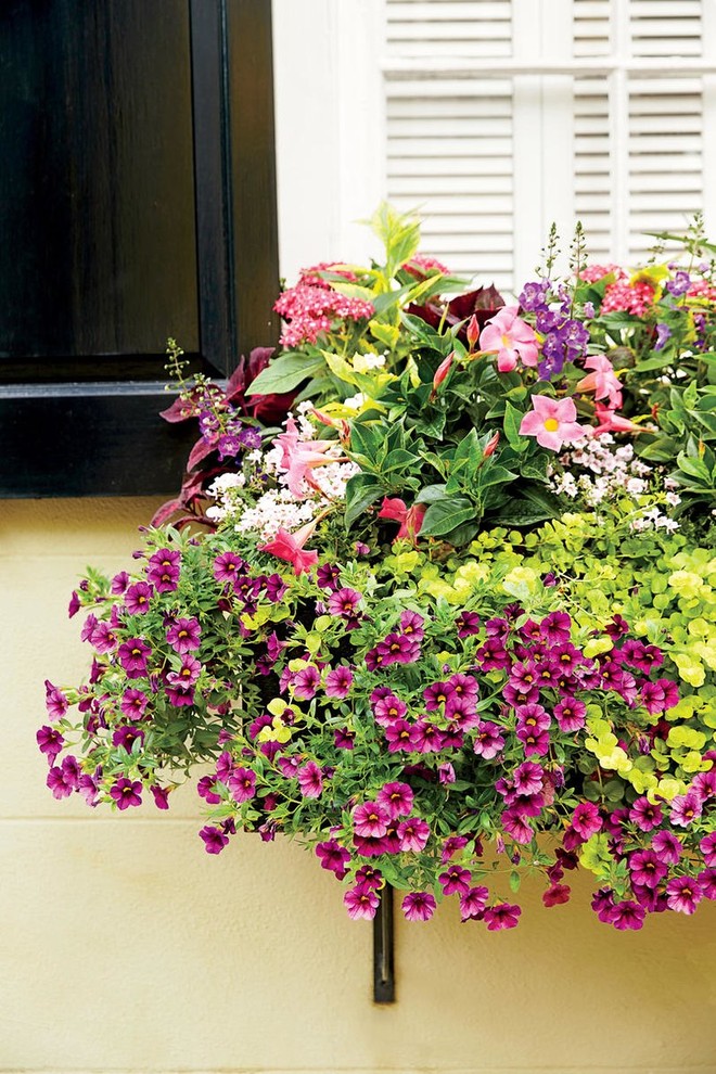 Trang trí cửa sổ xinh lung linh với cách tạo hộp hoa treo đầy hương thơm, màu sắc - Ảnh 5.