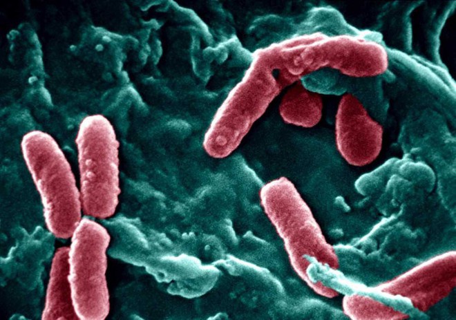 Chín loại vi khuẩn kháng kháng sinh nguy hiểm nhất - Ảnh 6.