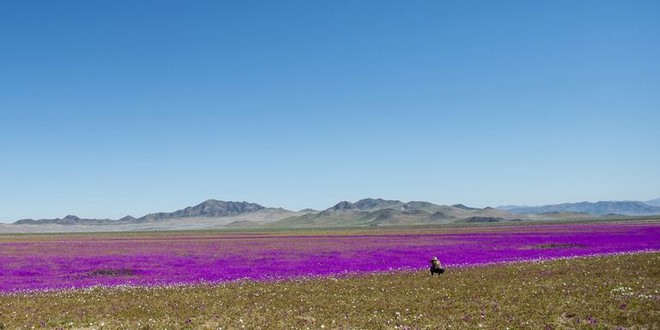 Hiện tượng kỳ lạ: Muôn hoa đua nở rực rỡ sắc màu ở sa mạc khô cằn nhất thế giới - Ảnh 3.
