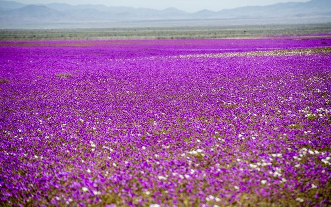 Hiện tượng kỳ lạ: Muôn hoa đua nở rực rỡ sắc màu ở sa mạc khô cằn nhất thế giới - Ảnh 4.