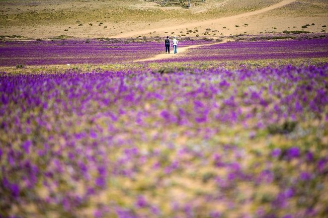 Hiện tượng kỳ lạ: Muôn hoa đua nở rực rỡ sắc màu ở sa mạc khô cằn nhất thế giới - Ảnh 8.