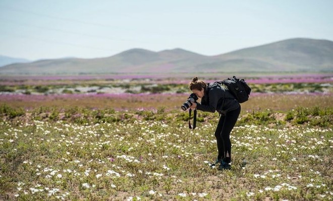 Hiện tượng kỳ lạ: Muôn hoa đua nở rực rỡ sắc màu ở sa mạc khô cằn nhất thế giới - Ảnh 9.