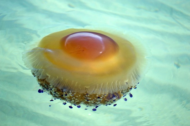 Thấy quả trứng chiên kỳ lạ trôi dưới lòng đại dương, nhiếp ảnh gia giật mình khi lại gần - Ảnh 6.