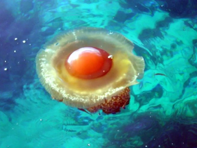 Thấy quả trứng chiên kỳ lạ trôi dưới lòng đại dương, nhiếp ảnh gia giật mình khi lại gần - Ảnh 7.
