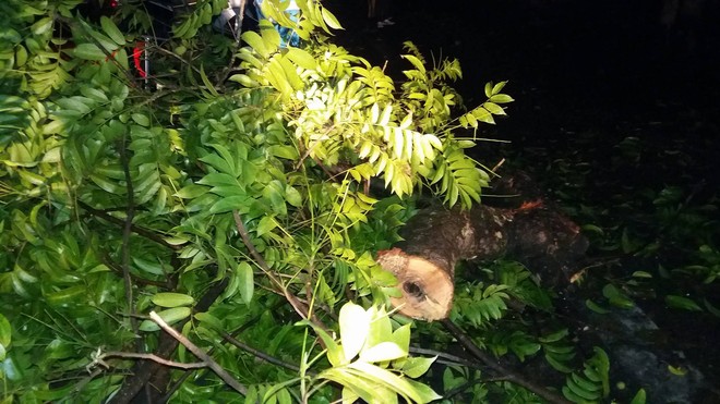 Hà Nội: Sau trận mưa lớn, cành cây cổ thụ bị gãy, rơi trúng 2 người khiến nhập viện - Ảnh 7.