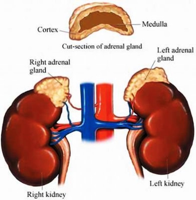 Suy tuyến thượng thận, hoại tử khớp vì tiêm Corticoid chữa ngứa da đầu - Ảnh 1.