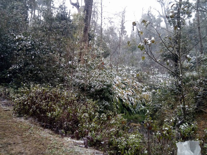 Chùm ảnh: Tuyết đã rơi trên vùng cao Y Tý, cây cối bao phủ bởi băng tuyết dày - Ảnh 1.