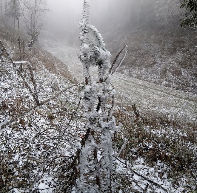 Chùm ảnh: Tuyết đã rơi trên vùng cao Y Tý, cây cối bao phủ bởi băng tuyết dày - Ảnh 2.