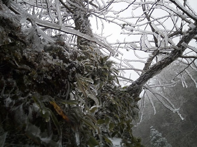 Chùm ảnh: Tuyết đã rơi trên vùng cao Y Tý, cây cối bao phủ bởi băng tuyết dày - Ảnh 3.